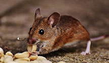 hospital-and-healthcare-facility-pest-management Experts in Bodie